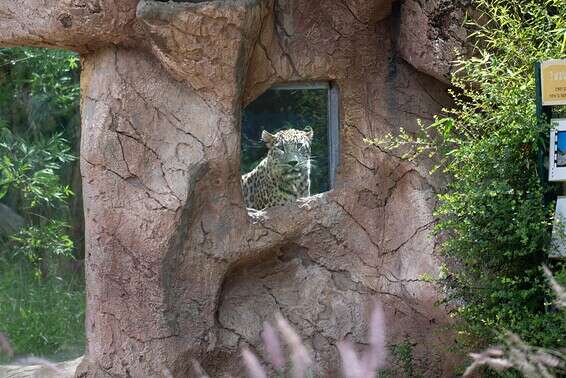 סיור בספארי עם כורש הנמר // צילום: ים סיטון
